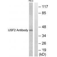 Rabbit Polyclonal Antibody to USF2
