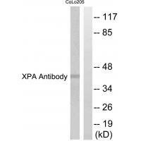 Rabbit Polyclonal Antibody to XPA