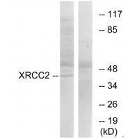 Rabbit Polyclonal Antibody to XRCC2