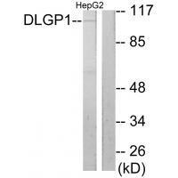 Rabbit Polyclonal Antibody to DLGP1