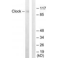 Rabbit Polyclonal Antibody to Clock