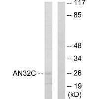 Rabbit Polyclonal Antibody to AN32C