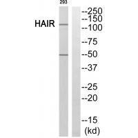 Rabbit Polyclonal Antibody to HAIR