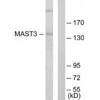 Rabbit Polyclonal Antibody to MAST3