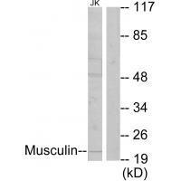 Rabbit Polyclonal Antibody to Musculin