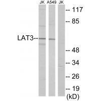 Rabbit Polyclonal Antibody to LAT3
