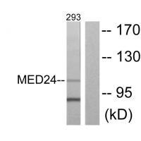 Rabbit Polyclonal Antibody to MED24
