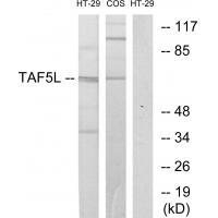 Rabbit Polyclonal Antibody to TAF5L