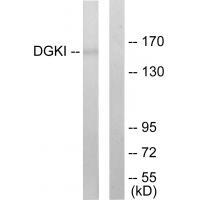 Rabbit Polyclonal Antibody to DGKI