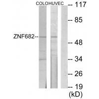 Rabbit Polyclonal Antibody to ZNF682