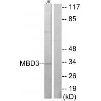 Rabbit Polyclonal Antibody to MBD3