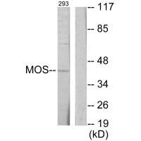 Rabbit Polyclonal Antibody to MOS