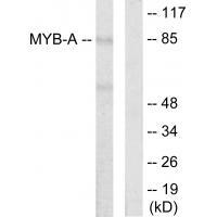 Rabbit Polyclonal Antibody to MYB-A