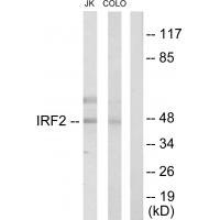 Rabbit Polyclonal Antibody to IRF2
