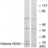 Rabbit Polyclonal Antibody to Histone H2AX