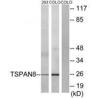Rabbit Polyclonal Antibody to TSPAN8