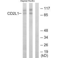 Rabbit Polyclonal Antibody to CD2L1