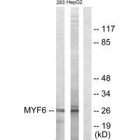 Rabbit Polyclonal Antibody to MYF6