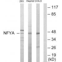 Rabbit Polyclonal Antibody to NFYA