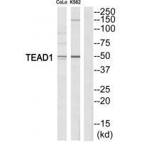 Rabbit Polyclonal Antibody to TEAD1