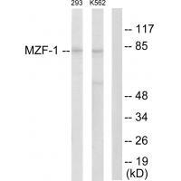 Rabbit Polyclonal Antibody to MZF-1