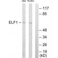 Rabbit Polyclonal Antibody to ELF1