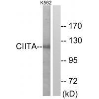 Rabbit Polyclonal Antibody to CIITA