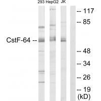 Rabbit Polyclonal Antibody to CSTF2
