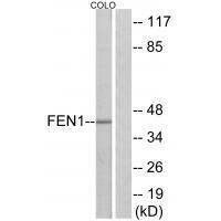 Rabbit Polyclonal Antibody to FEN1