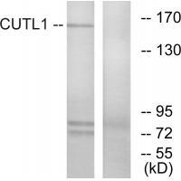 Rabbit Polyclonal Antibody to CUTL1