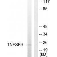 Rabbit Polyclonal Antibody to TNFSF9