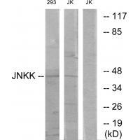 Rabbit Polyclonal Antibody to JNKK