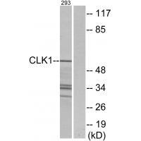 Rabbit Polyclonal Antibody to CLK1