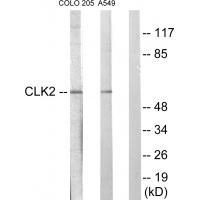 Rabbit Polyclonal Antibody to CLK2