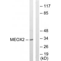 Rabbit Polyclonal Antibody to MEOX2