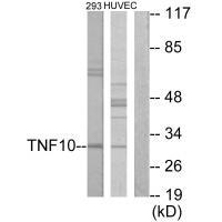 Rabbit Polyclonal Antibody to CD253