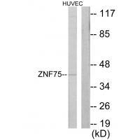 Rabbit Polyclonal Antibody to ZNF75