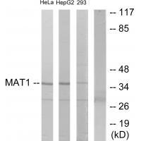Rabbit Polyclonal Antibody to MAT1