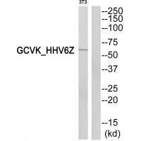Rabbit Polyclonal Antibody to GCVK_HHV6Z