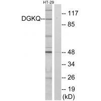 Rabbit Polyclonal Antibody to DGKQ