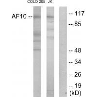 Rabbit Polyclonal Antibody to AF1