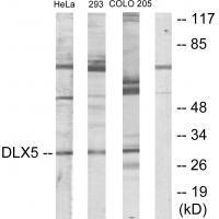 Rabbit Polyclonal Antibody to DLX5