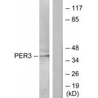 Rabbit Polyclonal Antibody to PER3
