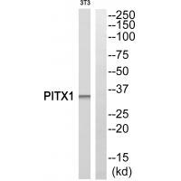 Rabbit Polyclonal Antibody to PITX1