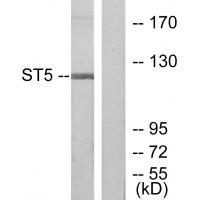 Rabbit Polyclonal Antibody to ST5
