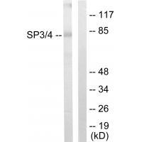 Rabbit Polyclonal Antibody to SP3/4