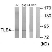 Rabbit Polyclonal Antibody to TLE4