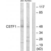 Rabbit Polyclonal Antibody to CSTF1