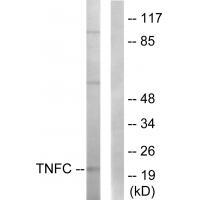 Rabbit Polyclonal Antibody to TNFC