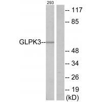 Rabbit Polyclonal Antibody to GLPK3